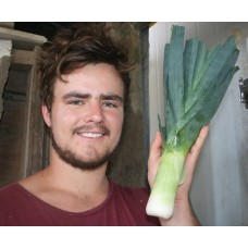 SPRAY FREE LEEKS - MEDIUM -  Each KATIKATI Grown 